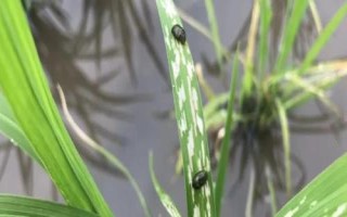 水稻负泥虫的出现规律,成虫可越冬每年均发生一代