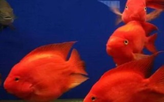 鹦鹉鱼眼睛发红的原因，可能是水质水温或基因变异等