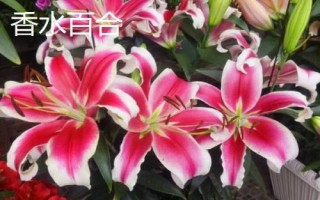 百合花的价格,遇到特殊节日往往会涨价