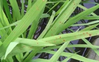 春雷霉素能防治稻瘟病吗，对苗瘟和叶瘟的防治效果都不错