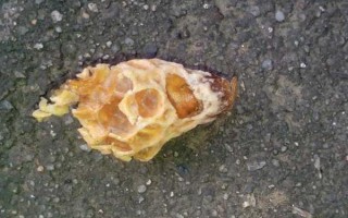 蜂群失王的原因，蜂王患病是最常见的原因