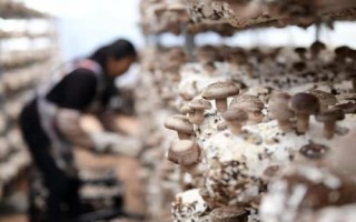 食用菌如何正确使用农药，注意这4点