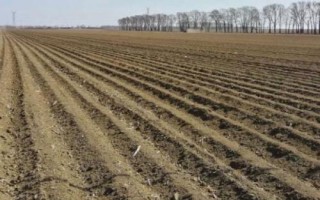 苦菊的种植技术，通常每亩用种2公斤左右