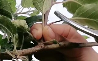 矮化苹果苗的栽培管理方法，最重要的就是枝叶的修剪和整形