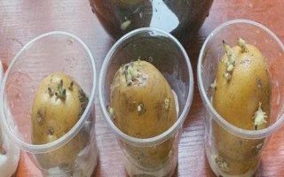 在水里怎么种植土豆,先将土豆进行一定的处理催化