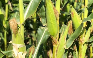 中科玉505玉米品种的特性，夏播生育期98-104天