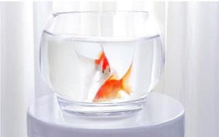 怎么养金鱼才合适，重点是要做好换水措施