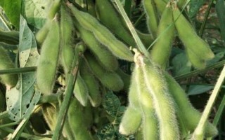 青豆和豌豆的区别，荚果和豆粒均不同