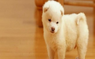 狗狗口臭的原因,可能是患有口腔和牙科病