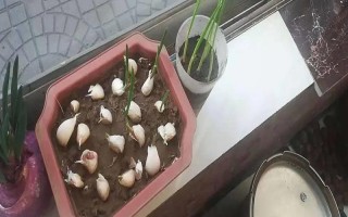 北京地区什么时候种大蒜,9月下旬至10月中旬种植为佳