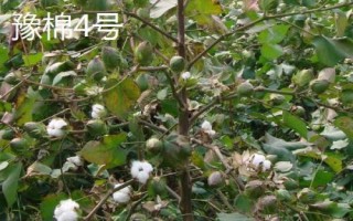 棉花的品种,不同品种适合不同地区种植