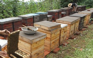 蜜蜂春繁在几月，间因各地气候不同而有差异