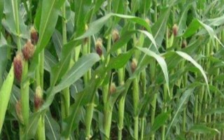 中农单78玉米品种的特性，茎腐病田间自然发病表现为中抗