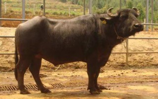 云南省的家畜与家禽地方品种，有六大名猪、名牛、名羊等