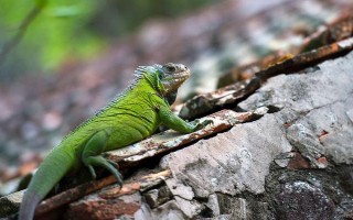 蜥蜴的颜色，不同品种的颜色有差异