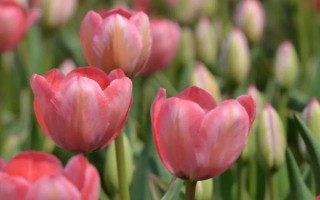 郁金香的花语，寓意高雅、富贵、忠贞的爱等