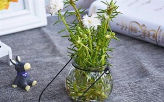 太阳花水培可以活多久，太阳花可以水培一年以上