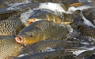 鲤鱼的繁殖期，在春季4-5月份繁殖
