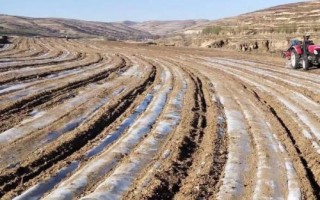 香瓜茄的种植方法,可以采取盆播或穴盘育苗