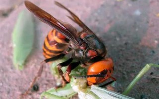 虎头蜂防蜂服的价格，一套需要180-240元左右