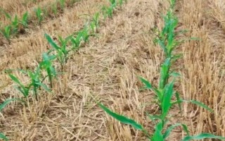 怎么防治玉米的虫害，轮作倒茬、清洁田园可减少初侵染源