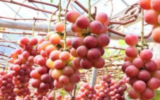 哪个品种的提子好吃，常见的有美人指、温克提子、黑珍珠等