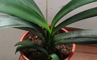 君子兰冻了还能不能活，根部没冻死便可活