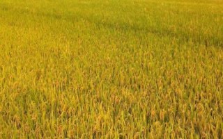 T两优186水稻品种的特性，每亩有效穗数16.7万