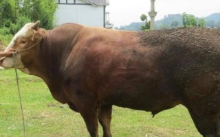 牛催肥最简单方法，需要给其喂食一些精料