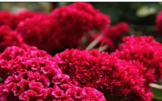 鸡冠花的品种，常见的有普通鸡冠花、子母鸡冠花、圆绒鸡冠花等