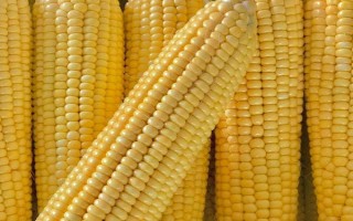 宏秋817玉米种子介绍，中抗茎腐病