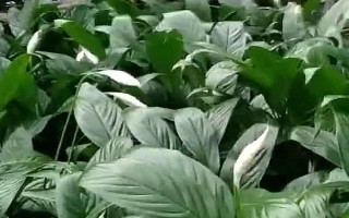 一帆风顺的浇水方法，每隔7-10天浇一次