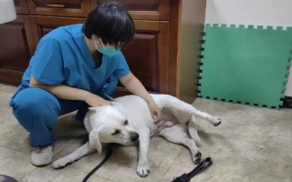 狗一直流鼻涕的原因，可能是天冷的原因或感冒了