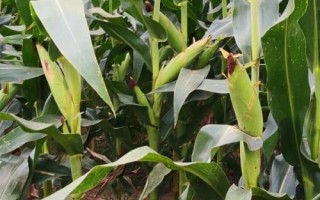 淳育3号玉米种子特点,高抗小斑病