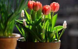 盆栽郁金香能不能在室外过冬，种球可以忍耐-35℃的低温