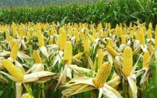脆甜糯5号玉米种子特点
