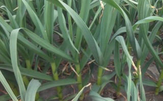 哪里产出的蒜苗比较好，商河蒜薹具有天下第一蒜的美誉