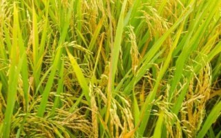 荃两优1606水稻品种简介,全生育期129.5天