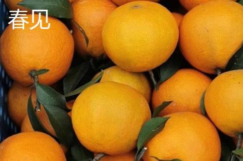 橘子的产地分布，主产于广东、湖南、四川、广西等省份