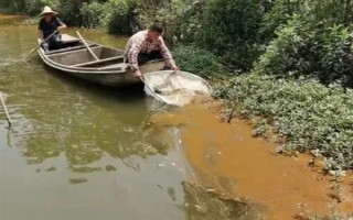 鱼塘水变成绿色如何解决,青苔过多可撒施生石灰等物质