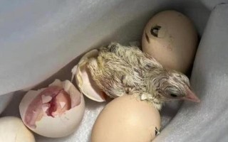 孵化小鸡要注意什么，孵化室的温度需超过25℃