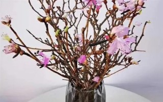 干杜鹃花树枝能养多长时间，只能养50天左右