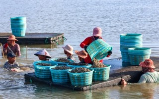 海瓜子怎么养殖，排干水塘再将种苗均匀撒在塘面上