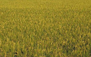 兴粳5号水稻种简介，中抗穗瘟病