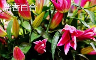 百合花的价格,遇到特殊节日往往会涨价
