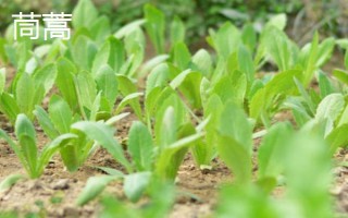 哪些蔬菜适合在3月份种植,包括空心菜、丝瓜、苋菜等品种