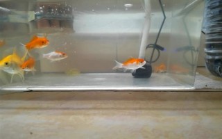 金鱼排卵了如何处理，放入繁殖缸内让它生产