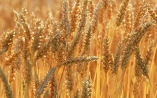 中麦415小麦品种的特性，注意防治病虫害