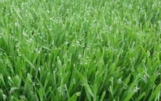 冬小麦返青期如何管理，要根据幼苗的生长情况来施肥