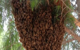 分蜂的前兆，蜂群安静的时间会变得越来越多